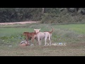 FANTASTIC PUPPIES FINDING NEW GIRLDFRIEND TO PRODUCE THEIR BABIES ON THE GREEN RICE FIELD IN VILLAGE