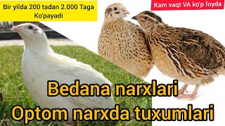 Bedana narxlari | Бедана нархлари 2023 | tayyor biznes | oson VA arzon biznes