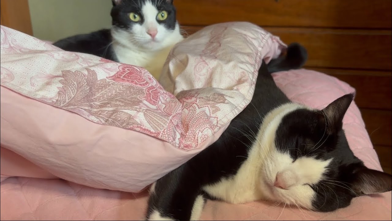 猫が近くに来てくれる季節がやってきました