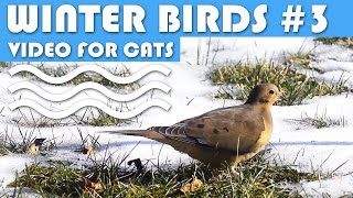 Bird Video For Cats: Winter Birds #3 - Mourning Doves, House Finch, Sparrows, Cardinals.