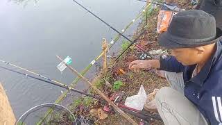 Gasojok Mandi Bang.a