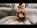 My dog hates Halloween... 🎃👻 // f1b mini goldendoodle