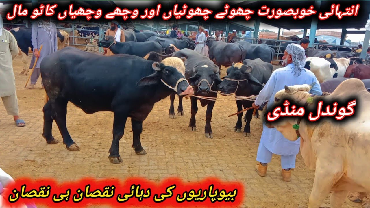 Beautiful Male Female Kato Maal Fresh Update Today At Gondal Maweshi Mandi Attock 