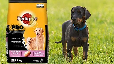 how to feed pedigree pro starter food | to puppies...