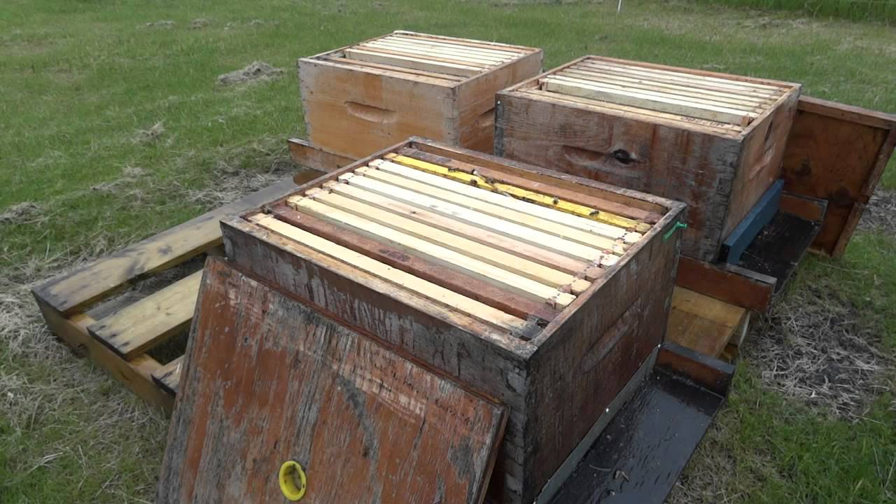 Apicultura la distanta 13  Formarea primelor nuclee