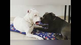 Crecimiento De Mi Cachorro Tipo Pitbull Blue