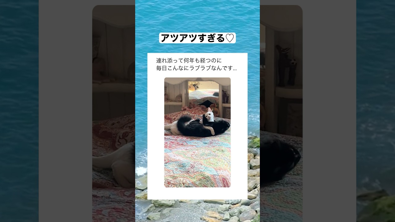 何年連れ添ってもずっとラブラブな猫の夫婦♡　#shorts #動物 #猫