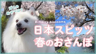 日本スピッツと春のおさんぽ  Japanese Spitz Spring Stroll