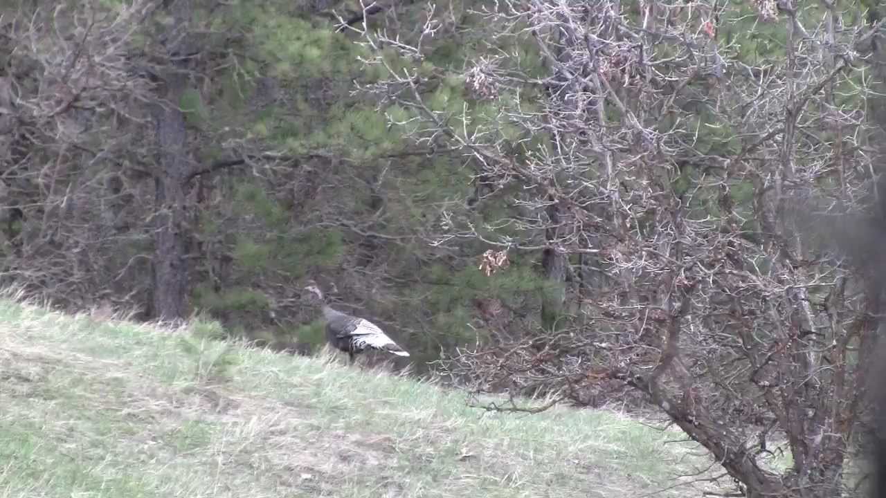 Merriam's Turkey Hunt with 7J Outfitters in Sundance, WY Trophy Hunter