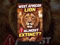 Almost Gone Forever… West African Lion 😢🦁 #Shorts