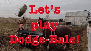 Horses dodge flakes of hay as theyre thrown