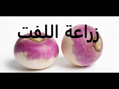 فيديو: روتاباجا: منسي بلا استحقاق