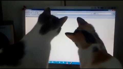 Funny Cats - Java & Linux