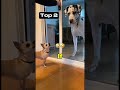 Top 3 Weird Animals  #funny #funnyanimals #crazyanimals