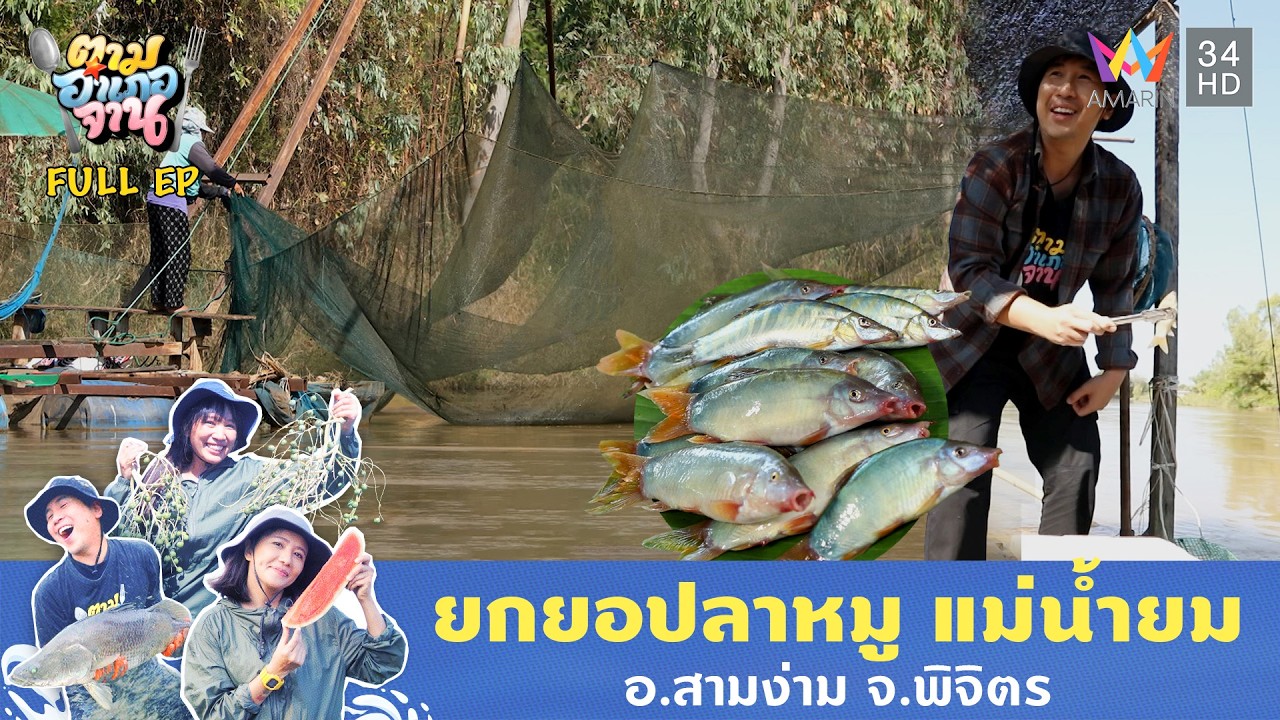 ยกยอปลาหมู แม่น้ำยม อ.สามง่าม จ.พิจิตร | ตามอำเภอจาน | 10 ก.พ. 69 Full EP