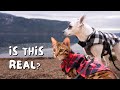 Our bengal cat goes outside in the winter for the first time  ep 16
