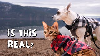 Our Bengal cat goes outside in the winter for the first time | Ep 16