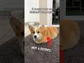 If corgis were on National Geographic