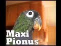 Pionus Parrots Rainy Day Tupperware