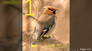 Топ-5 Самых Удивительных Птиц