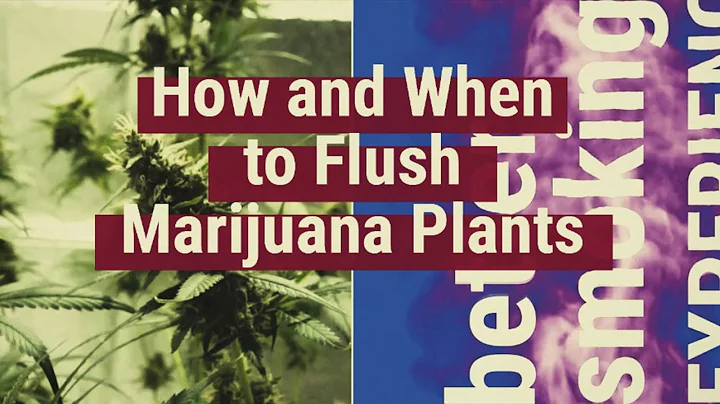 How and when to flush marijuana plants [Educational]