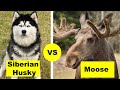 Siberian Husky vs Moose