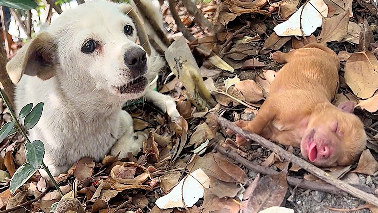 Stray dog mom gave birth in the bushes,her mate led the shop owner who ...