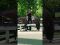 Yesterday felt like the start of something so special 🥹#aqha #horses #horse