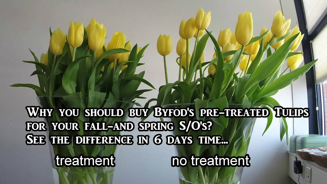 Byfod Tulip pretreatment test timelaps YouTube