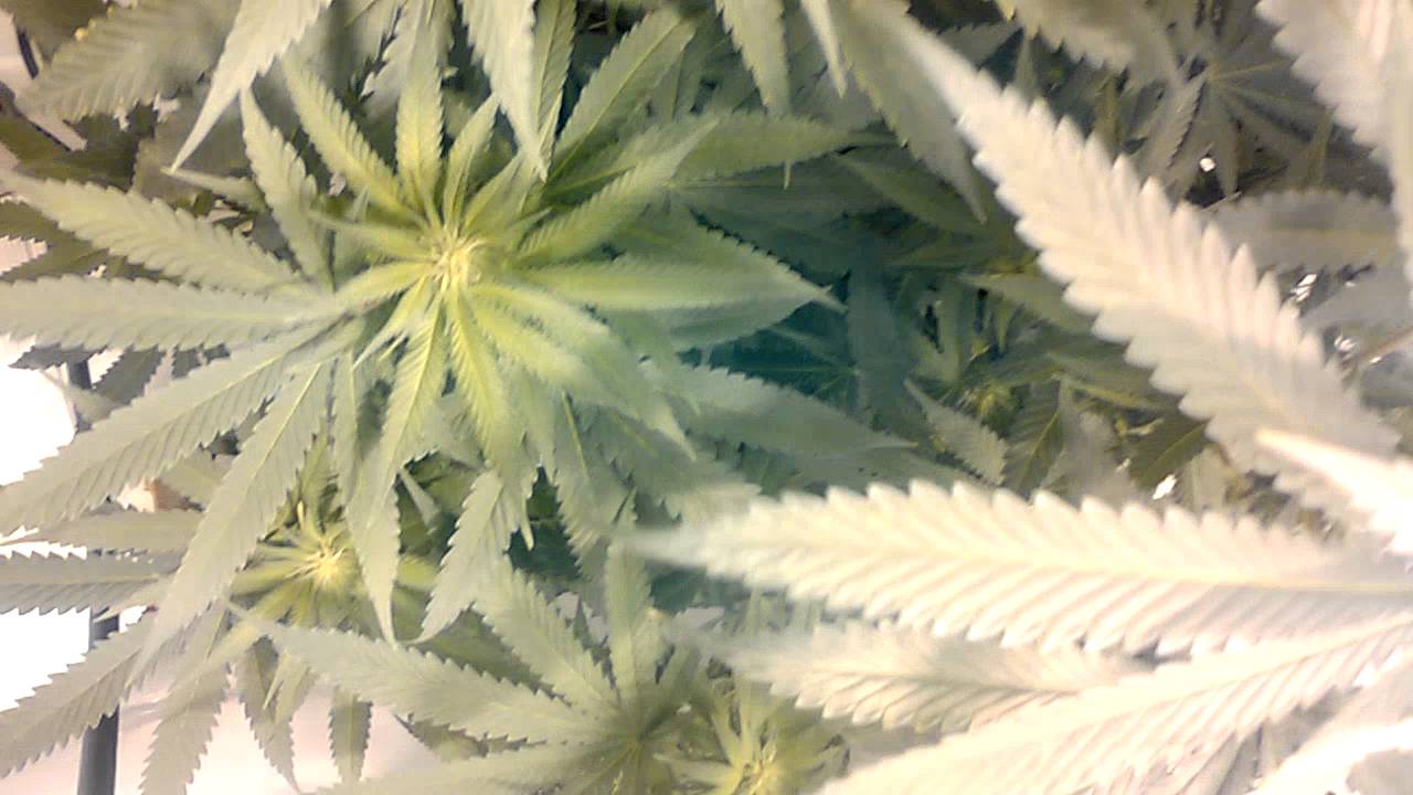 2weeks in flower mode