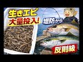 反則？有名釣り施設で生きたエビを大量に撒いたら堤防から青物が簡単に釣れる⁉︎