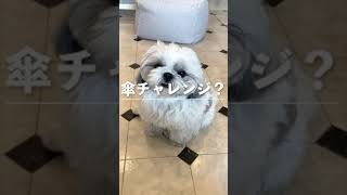 【癒し】傘チャレンジに挑戦！鼻ぺちゃ犬だけど上手に出来るかな？