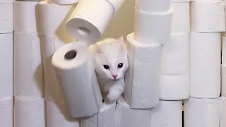 Cats vs Toilet Paper Wall | PART 2