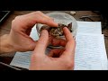 Размножение сухопутных черепах, выход из яиц. Breeding land tortoise, hatching eggs