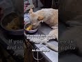 Update about; Pitú is still fighting for her life, #usa #canada #uk #germany
