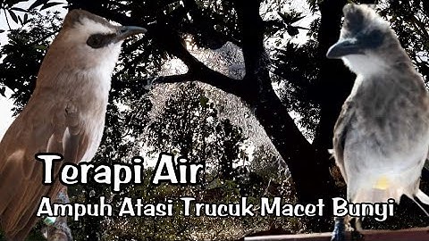 TERAPI AIR trucukan Biar gacor❗️MENGATASI Trucukan stres & Trucuk macet bunyi agar CEPAT buka paruh