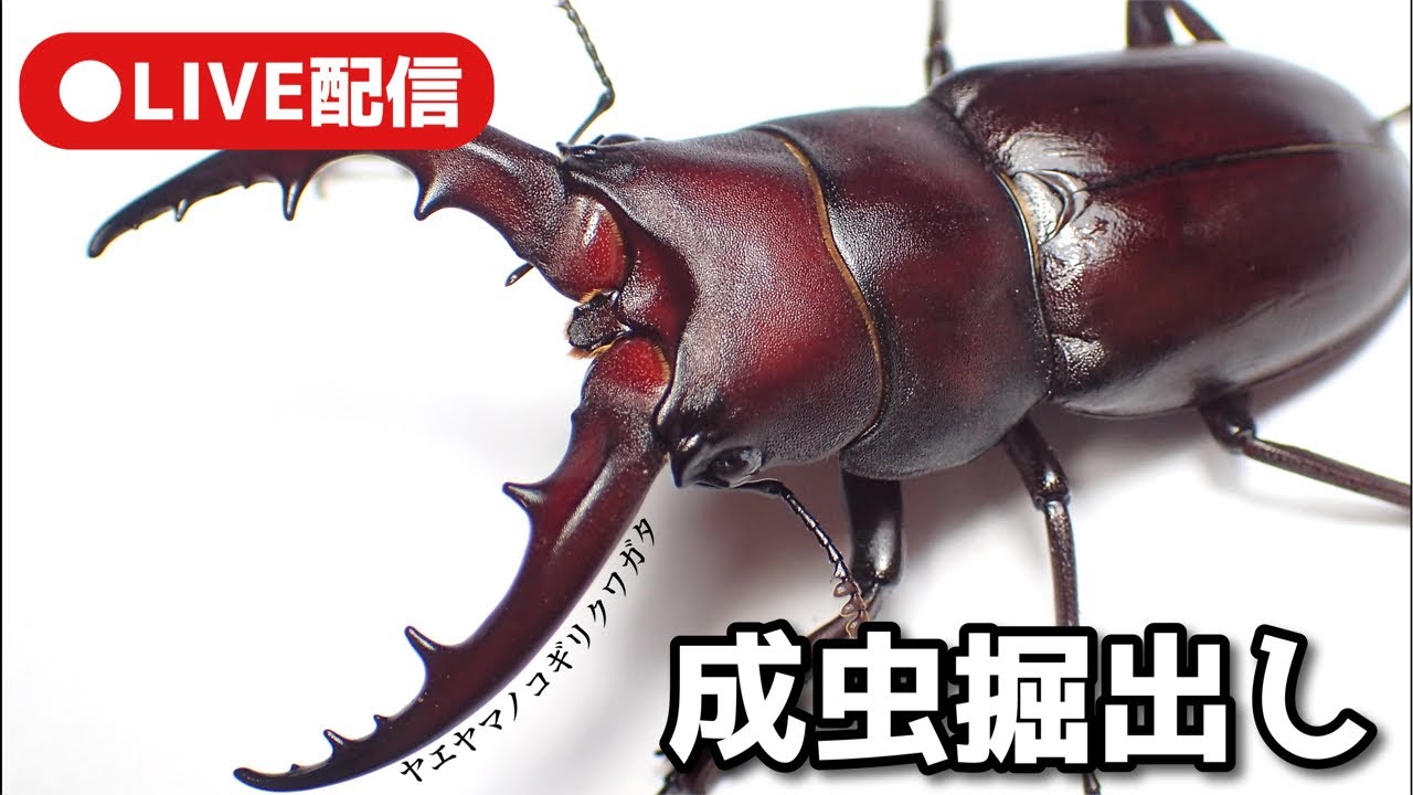 Unearthing Yaeyama Sawtooth Stag Beetles and Metallifer Beetles