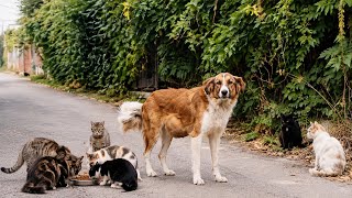 We Came to Feed a Cat Colony But Never Expected to See This