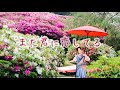 【二胡とピアノ】また君に恋してる ビリーバンバン 坂本冬美  【にこまる】