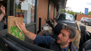 Taking My Husky To Get Chicken Nuggets
