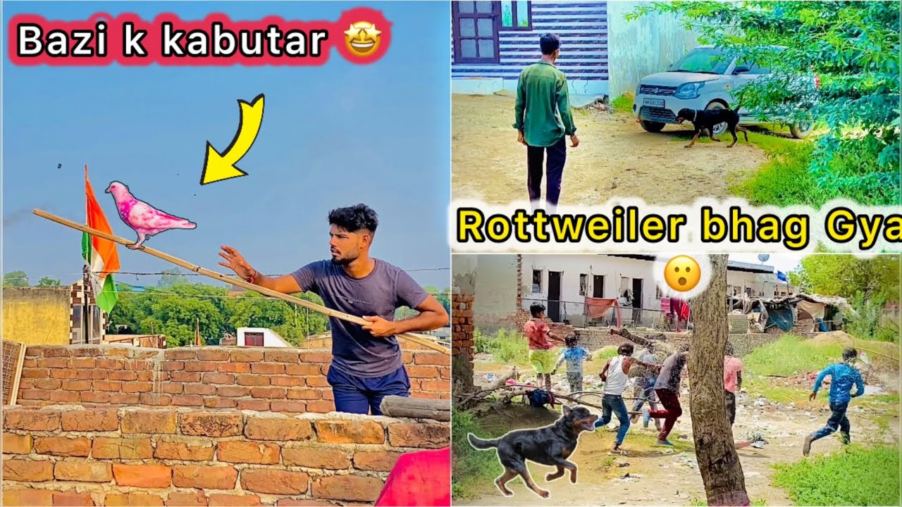 Rescue Rottwiler attack Karke Bhag Gya 😤 || Tounament wala kabutar udd Gaya 😮