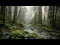Calming River Sounds in the Woods | Deep Sleep Nature Ambience for Insomnia Relief