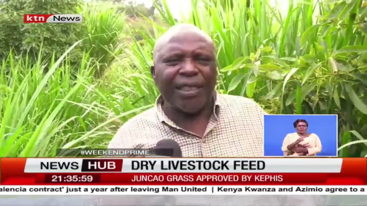 Farmers shift to dry fodder farming and dry feeds after the prolonged drought