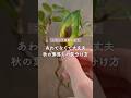 🍀あわてなくて大丈夫　秋の葉落ちの見分け方🍀【☘Life with Houseplant】2610-2#shorts