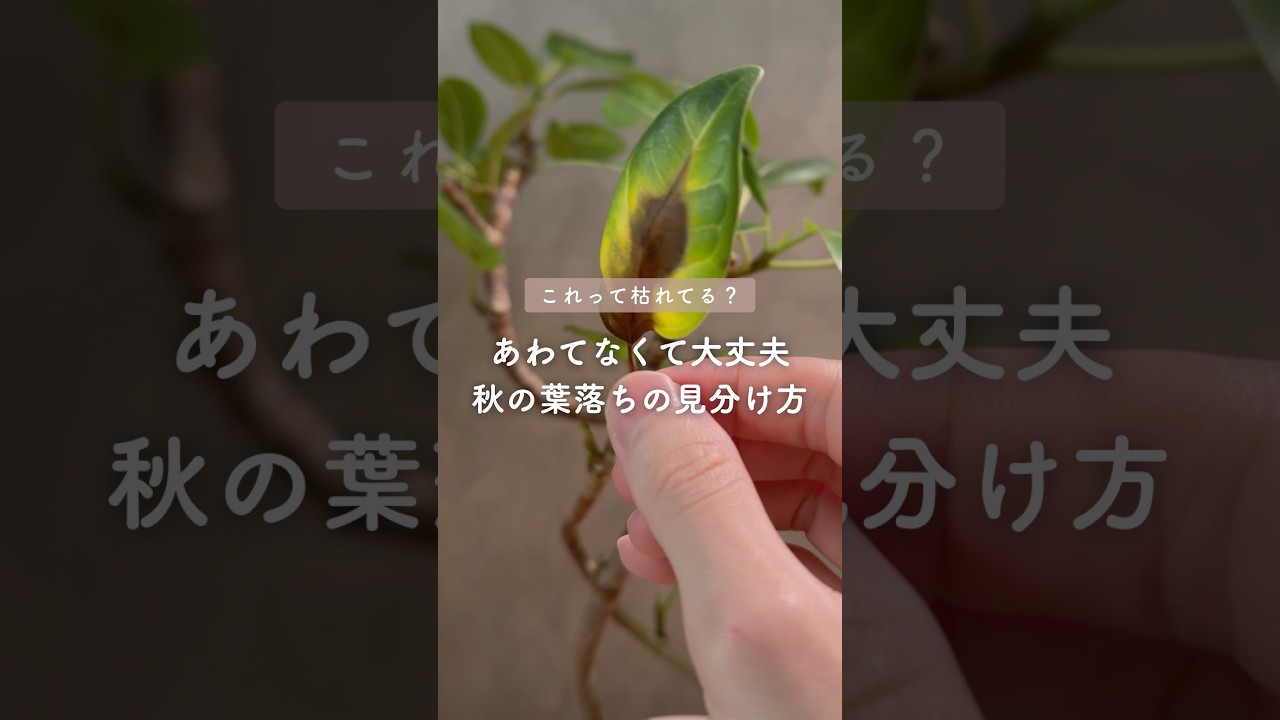 🍀あわてなくて大丈夫　秋の葉落ちの見分け方🍀【☘Life with Houseplant】2610-2#shorts