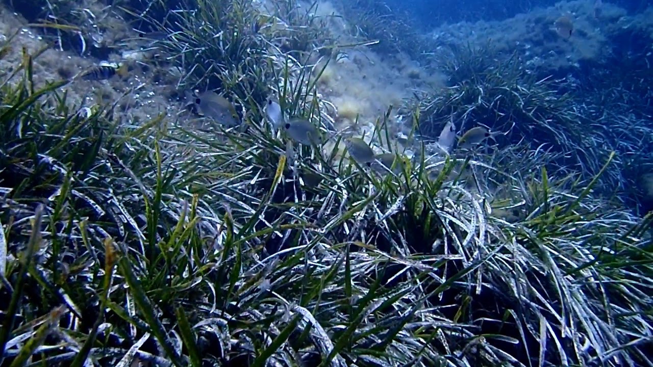 Diplodus annularis (Annular seabream)