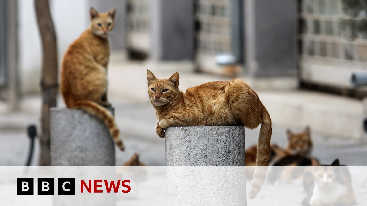 ⁣Thousands of cats die from Covid strain in Cyprus – BBC News