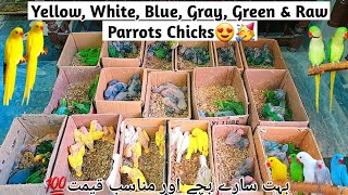 Yellow, White, Blue, Gray, Green Ringneck & Raw Parrots Chicks Available🥳 #birds #parrot #pets
