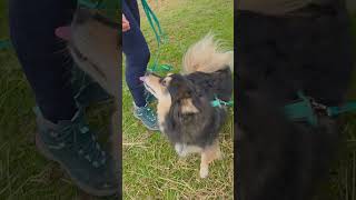 Incredible progress for Meeko, who’s reactive to dogs and humans 😍❤️