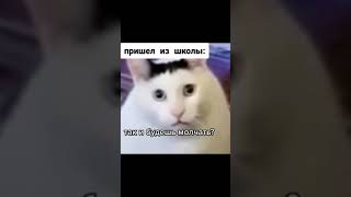 Кот Бендер: 